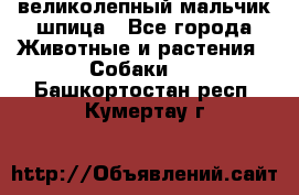 великолепный мальчик шпица - Все города Животные и растения » Собаки   . Башкортостан респ.,Кумертау г.